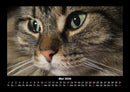 Für Katzenfreunde Fotokalender 2026 - 5