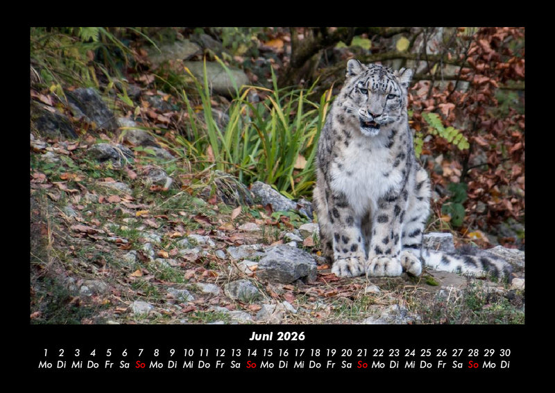 Für Katzenfreunde Fotokalender 2026 - 6