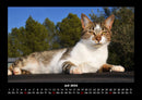 Für Katzenfreunde Fotokalender 2026 - 7