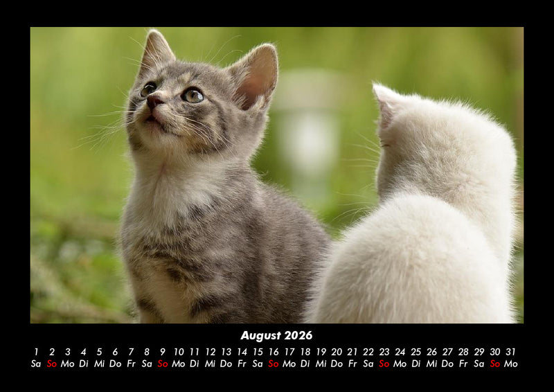 Für Katzenfreunde Fotokalender 2026 - 8