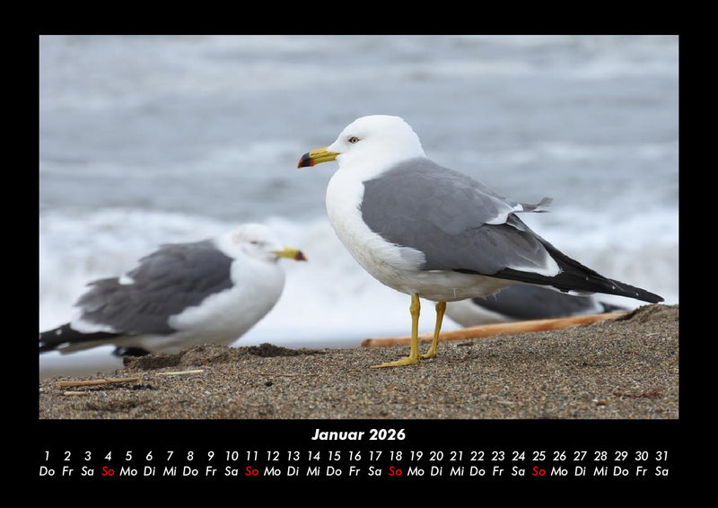 Strände der Welt Fotokalender 2026 - 1