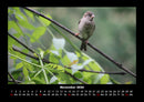 Vogelparadies Fotokalender 2026 - 11