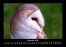 Vogelparadies Fotokalender 2026 - 12