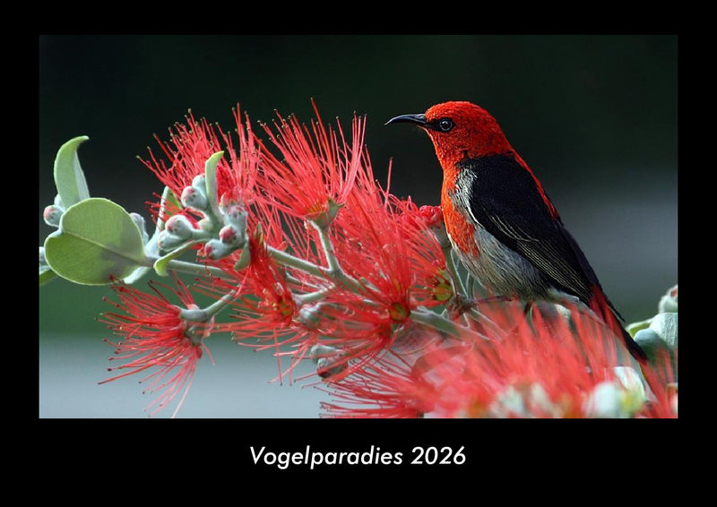 Vogelparadies Fotokalender 2026 - Hauptbild