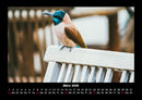 Vogelparadies Fotokalender 2026 - 3