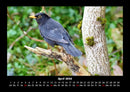 Vogelparadies Fotokalender 2026 - 4