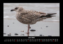 Vogelparadies Fotokalender 2026 - 6