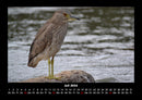Vogelparadies Fotokalender 2026 - 7