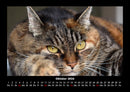 Katzen Fotokalender 2026 - 10