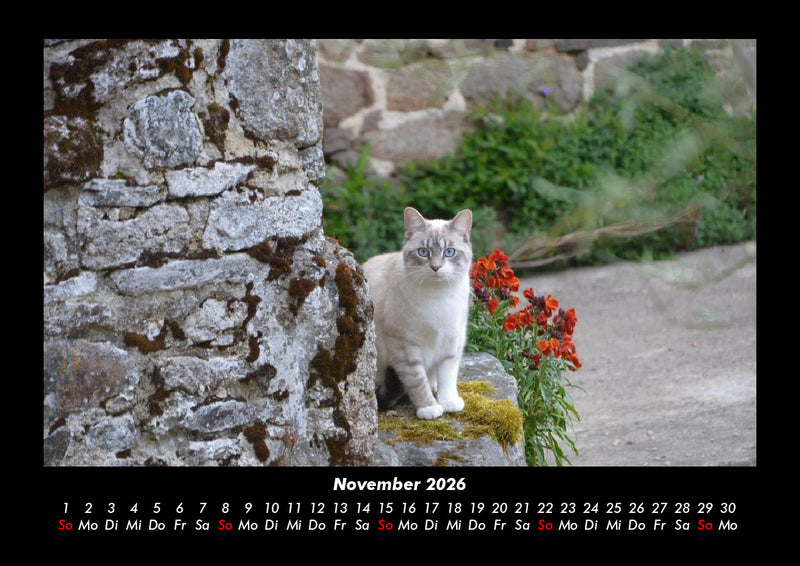 Katzen Fotokalender 2026 - 11