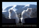 Katzen Fotokalender 2026 - 12