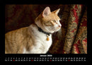 Katzen Fotokalender 2026 - 1