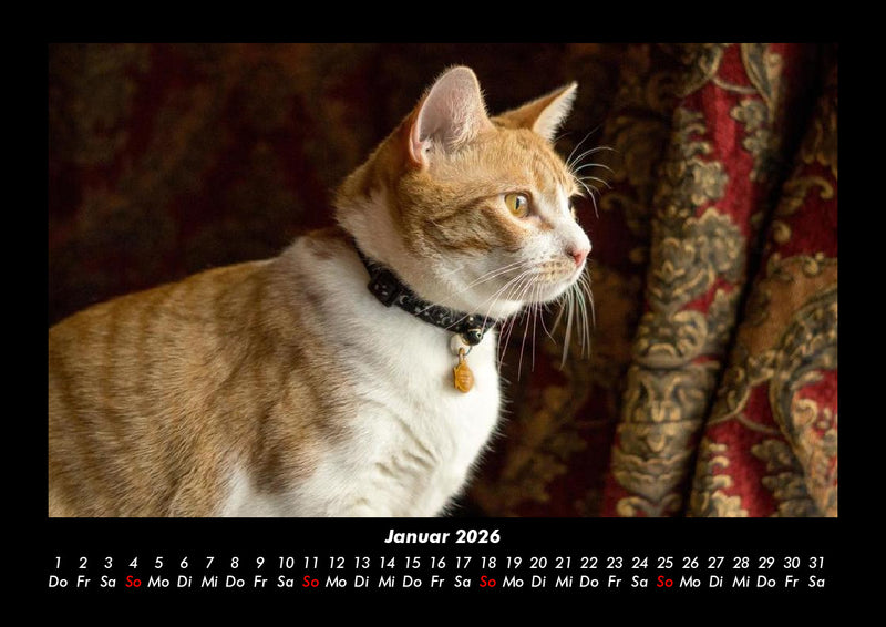 Katzen Fotokalender 2026 - 1