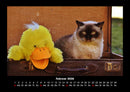 Katzen Fotokalender 2026 - 2