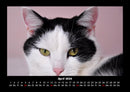 Katzen Fotokalender 2026 - 4