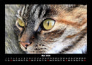 Katzen Fotokalender 2026 - 5