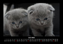 Katzen Fotokalender 2026 - 6