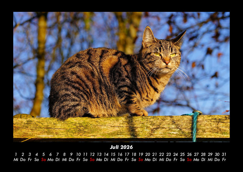 Katzen Fotokalender 2026 - 7