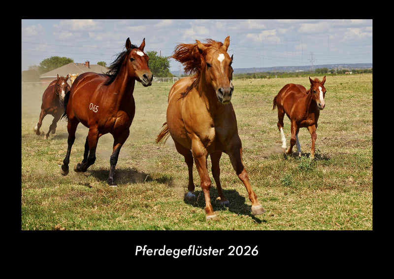 Pferdegeflüster Fotokalender 2026 - Hauptbild