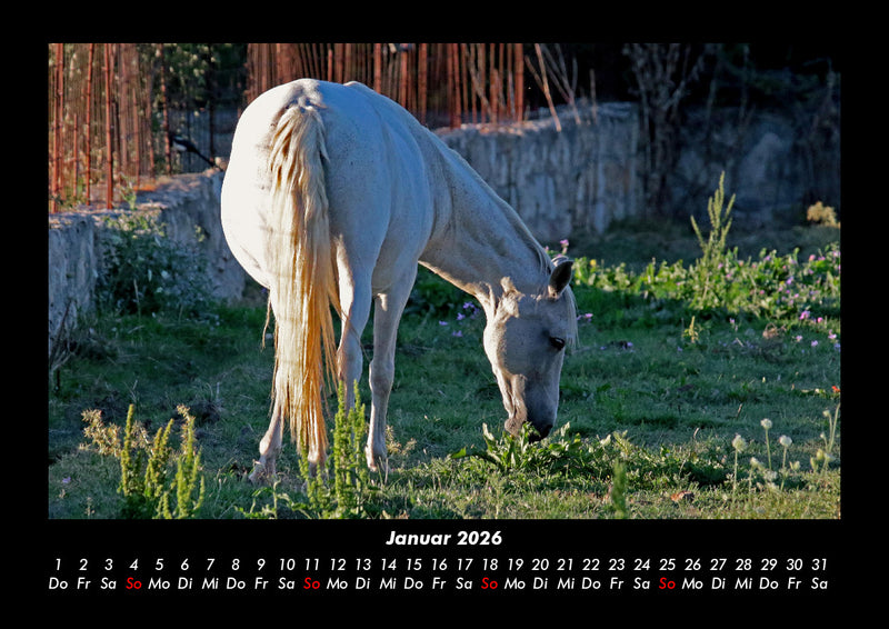 Pferdegeflüster Fotokalender 2026 - 1