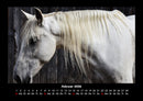 Pferdegeflüster Fotokalender 2026 - 2