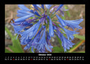 Blumenträume Fotokalender 2026 - 10