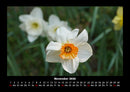 Blumenträume Fotokalender 2026 - 11