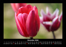 Blumenträume Fotokalender 2026 - 12