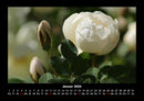 Blumenträume Fotokalender 2026 - 1