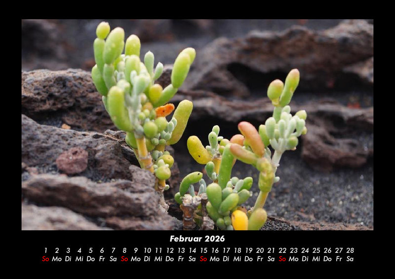 Blumenträume Fotokalender 2026 - 2