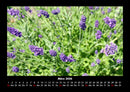Blumenträume Fotokalender 2026 - 3