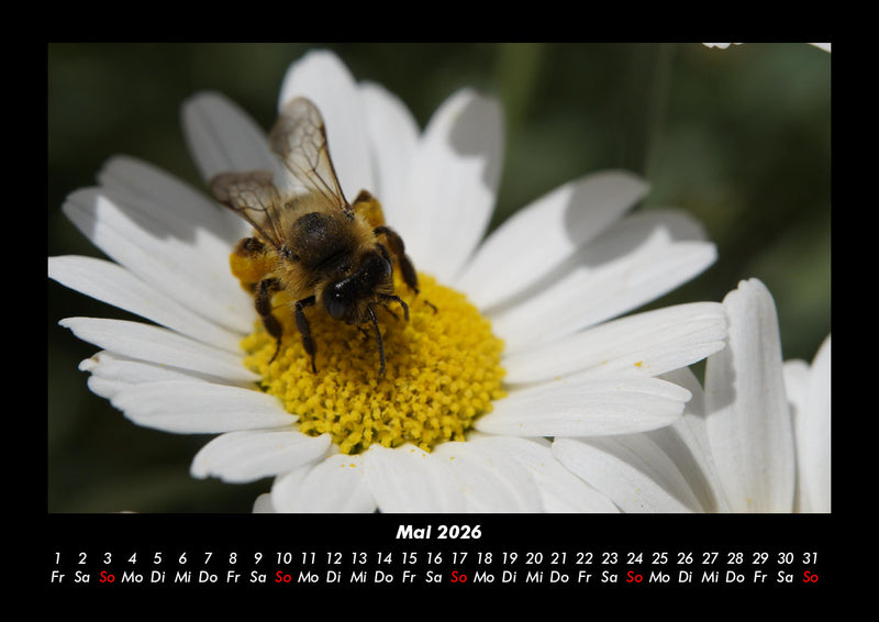 Blumenträume Fotokalender 2026 - 5