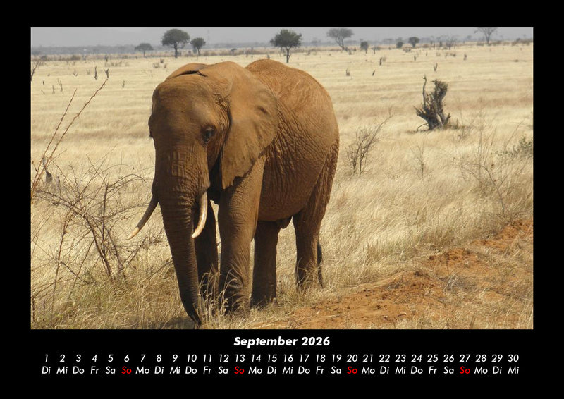 Elefanten  Fotokalender 2026 - 9