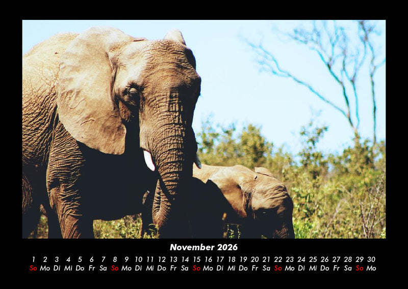 Elefanten  Fotokalender 2026 - 11