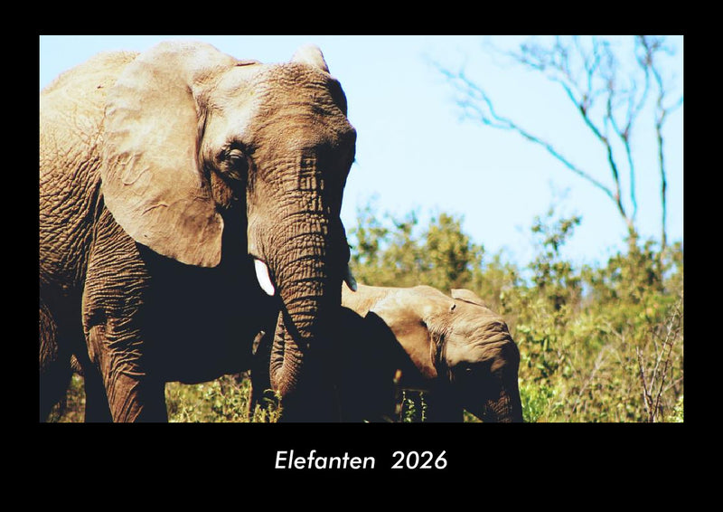 Elefanten  Fotokalender 2026 - Hauptbild