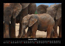 Elefanten  Fotokalender 2026 - 1