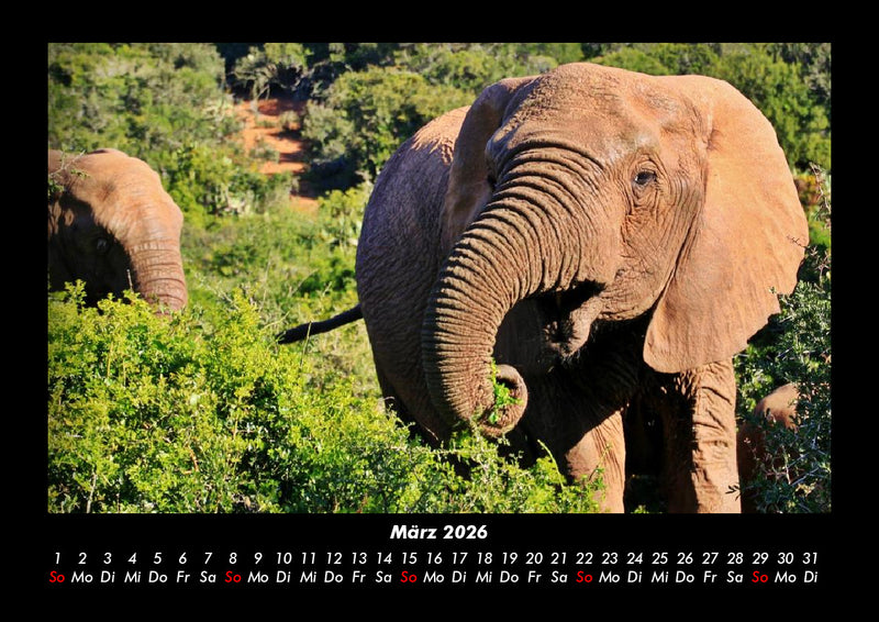 Elefanten  Fotokalender 2026 - 3