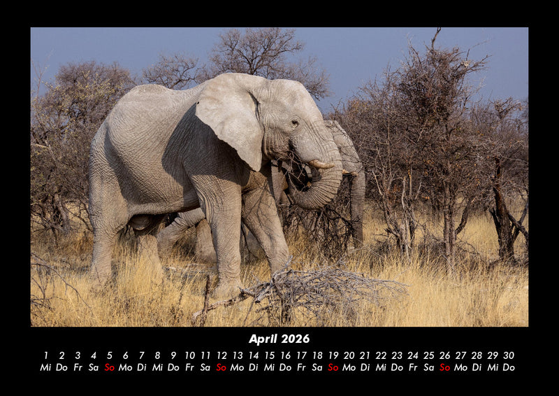Elefanten  Fotokalender 2026 - 4