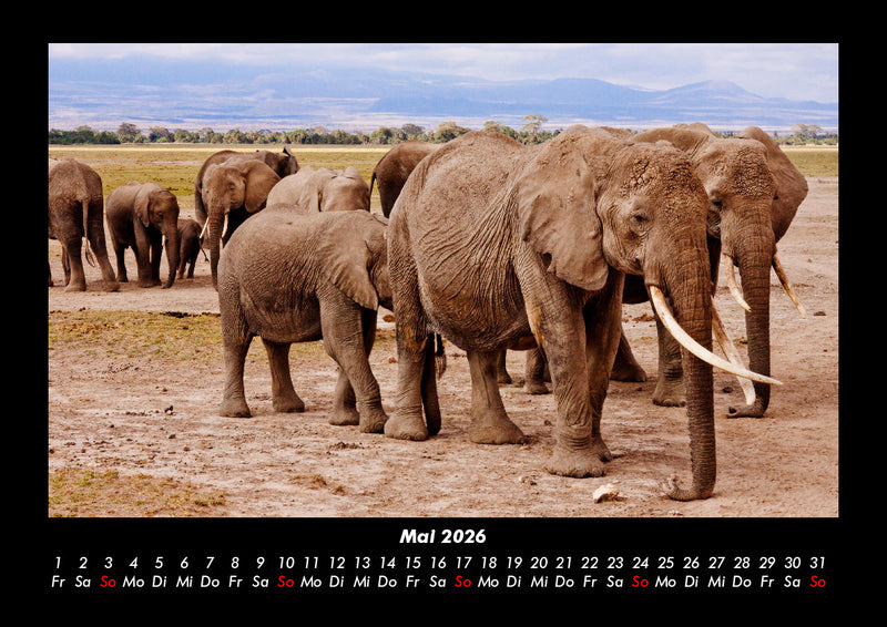 Elefanten  Fotokalender 2026 - 5