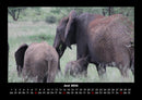 Elefanten  Fotokalender 2026 - 6