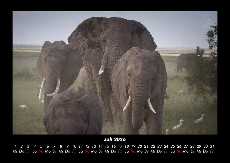 Elefanten  Fotokalender 2026 - 7
