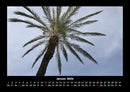 Palmentraum Fotokalender 2026 - 1