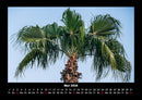 Palmentraum Fotokalender 2026 - 5