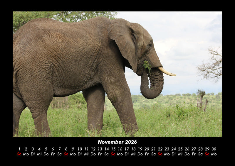 Tiere im Zoo Fotokalender 2026 - 11