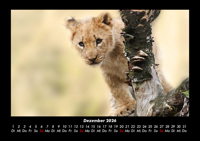 Tiere im Zoo Fotokalender 2026 - 12
