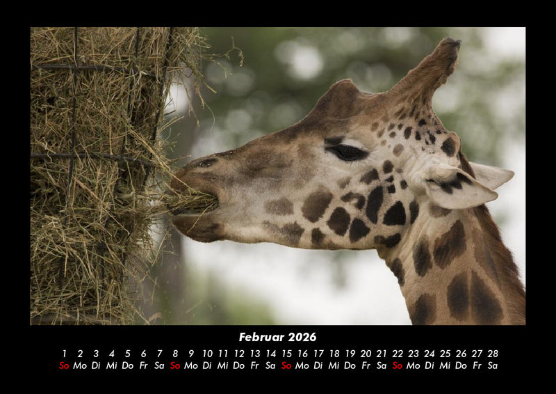 Tiere im Zoo Fotokalender 2026 - 2