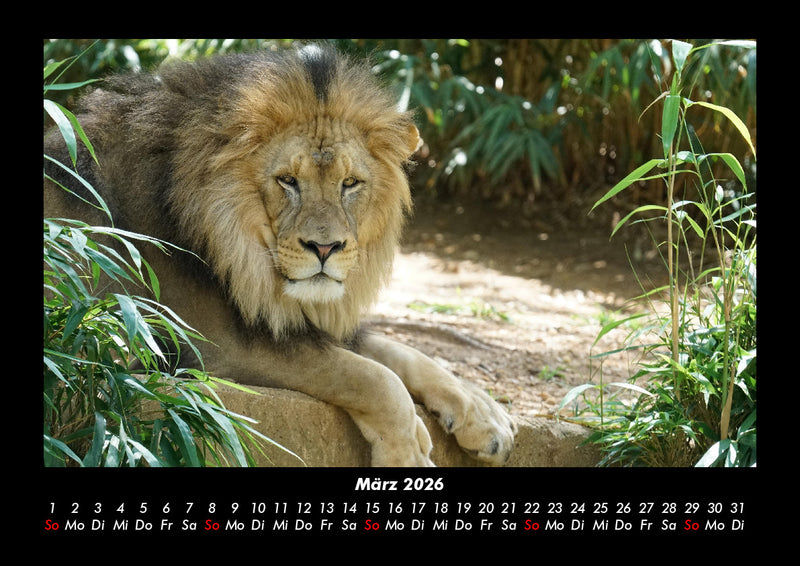 Tiere im Zoo Fotokalender 2026 - 3