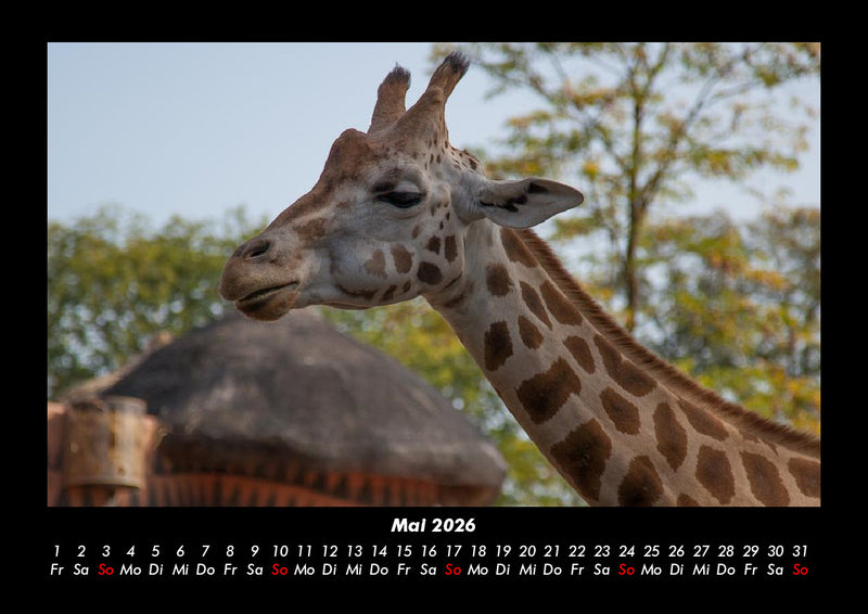 Tiere im Zoo Fotokalender 2026 - 5