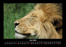 Tiere im Zoo Fotokalender 2026 - 6