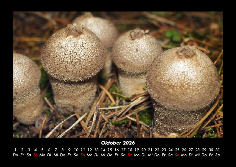 Pilzkalender Fotokalender 2026 - 10